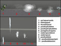 Thumbnail for version as of 04:35, 14 August 2010